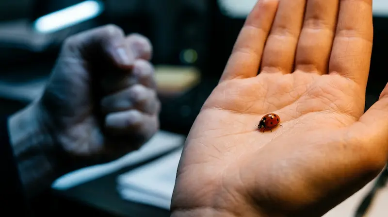 Symbolic ladybug scene representing the moral contrast between Dong-hoon and Ji-an in My Mister